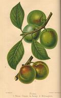 Prunus domestica subsp italica var(claudiana)